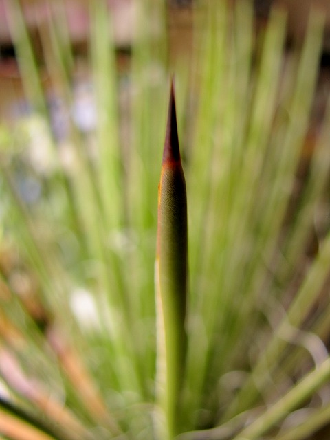 アガベ ゲミニフローラ 多肉植物 観葉植物 静岡 花屋 鉢花 苗